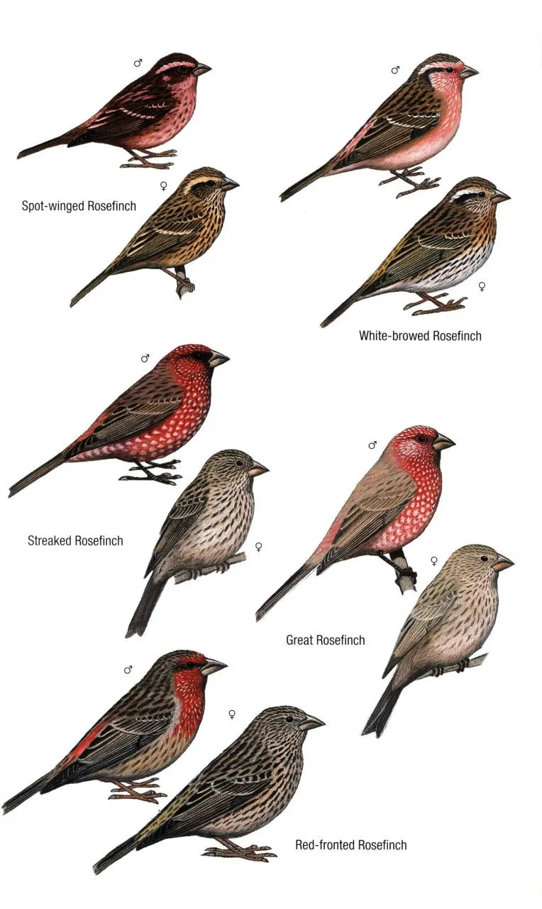 Birds of Bhutan and the Eastern Himalayas